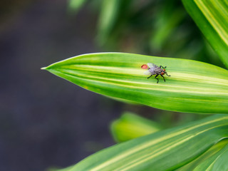 Fly Standing on Yellow Green Leaf