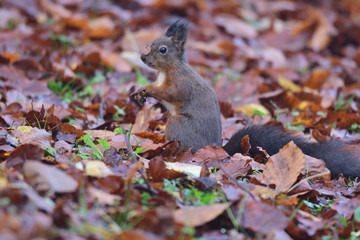 squirrel sciurine crawly on the trees