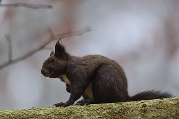 squirrel sciurine crawly on the trees