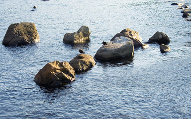 Fototapeta premium 岩 鳥 素材