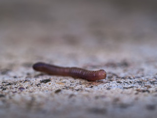 The Earthworm Crawling
