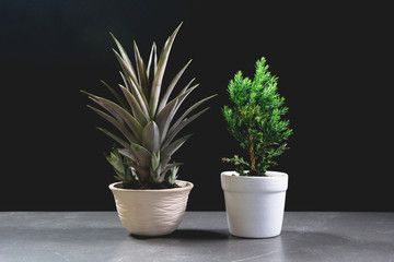 Green potted plant, trees in the pot on table and dark background.
