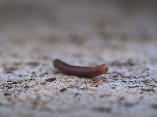 The Earthworm Crawling