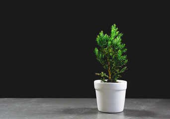 Green potted plant, trees in the pot on table and dark background.