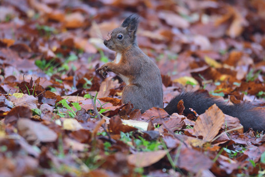 squirrel sciurine crawly on the trees