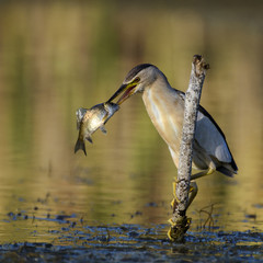 Little bittern holds on to a stick with a big fish in its beak.