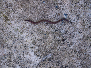 Fototapeta premium Earthworm Crawling Linear Shrug