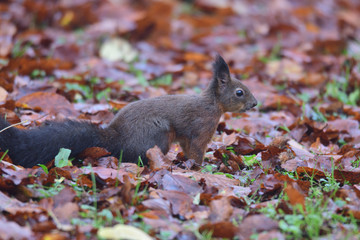 squirrel sciurine crawly on the trees