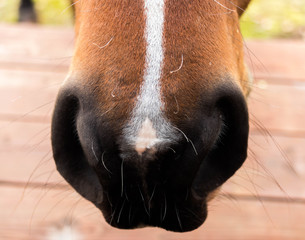 closeup of snout and brown horse with white star on forehead against background of green meadow