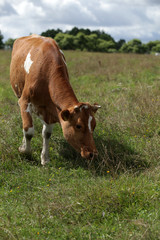 Naklejka na ściany i meble summer - cow on grass
