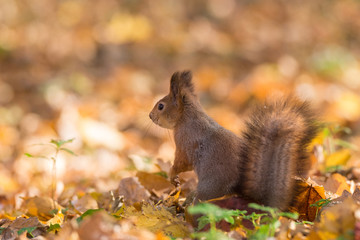 Naklejka na ściany i meble red squirrel on a branch in autumn