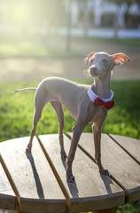 Little italian greyhound in the field