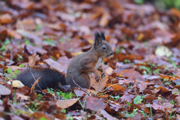 squirrel sciurine crawly on the trees