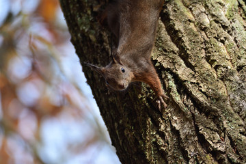 squirrel sciurine crawly on the trees