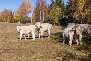 Dairy cows on the summer pasture, symbol photo for milk production and organic farming. Autumn meadow and cow. White hirsute cow on a meadow, autumn meadows in Sumava. Czech, South Bohemia.