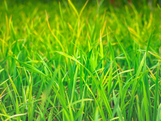 Close up rice field green leaf grass