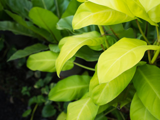 The Philodendron Leaves