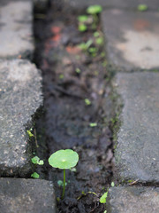 Water Pennywort Growing in The Morass
