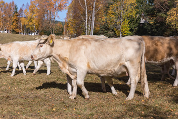 Dairy cows on the summer pasture, symbol photo for milk production and organic farming. Autumn meadow and cow. White hirsute cow on a meadow, autumn meadows in Sumava. Czech, South Bohemia.