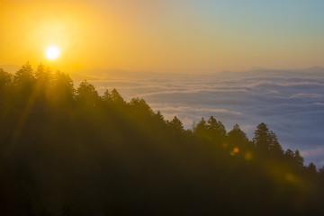 Smoky Mountain sunrise rays through tree shadow silhouettes in the misty mountaintop fog above the clouds