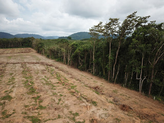 Fototapeta na wymiar Deforestation. Logging. Environmental destruction of rainforest for oil palm plantations