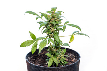 cannabis plant blossom close up on white background