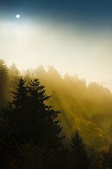Fototapeta premium Smoky Mountain sunrise rays through tree shadow silhouettes in the misty mountaintop fog above the clouds