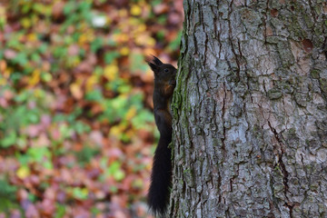 squirrel sciurine crawly on the trees