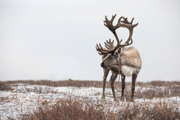 An old male reindeer in a snow storm. © Kertu