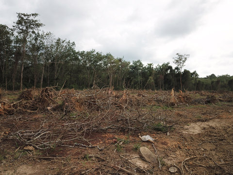 Deforestation. Logging. Environmental destruction of rainforest for oil palm plantations