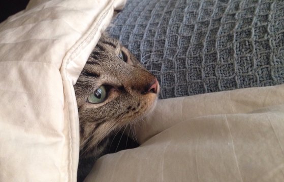 Katze schaut unter einer Decke hervor