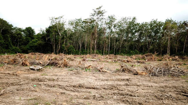 Deforestation. Logging. Environmental destruction of rainforest for oil palm plantations
