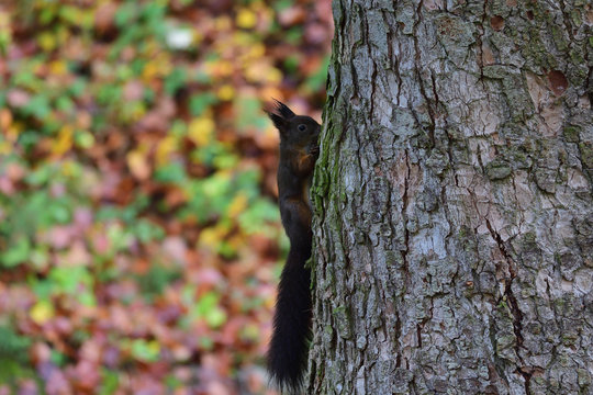 squirrel sciurine crawly on the trees