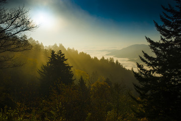Smoky Mountain sunrise rays through tree shadow silhouettes in the misty mountaintop fog above the clouds