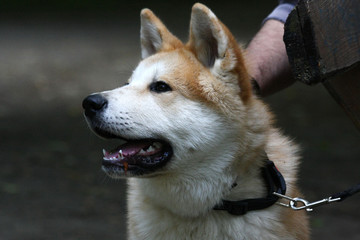 Young dog portrait