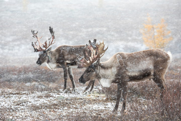 Two reindeer in a snow storm.