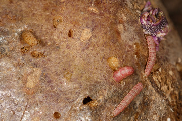 Larvae of Central American potato tuberworm (Guatemalan potato moth) Tecia solanivora (Povolny) on a potato tuber