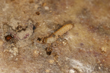 Larvae of Central American potato tuberworm (Guatemalan potato moth) Tecia solanivora (Povolny) on a potato tuber