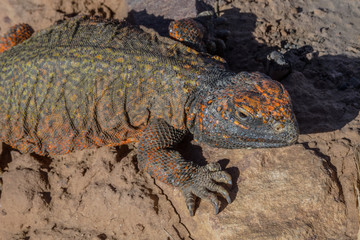 Morocco Ouarzazate iguana