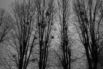 Grim landscape - trees and nests against the background of the night sky