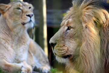 Naklejka premium Lion and lioness. Asiatic lions portrait. Male on foreground side view and female on background.