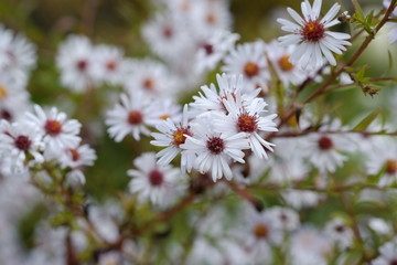 Fleurs