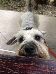 Green schnauzer dog looking up to the table