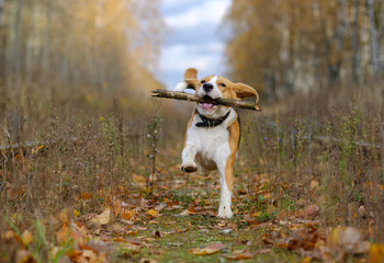 Beagle dog playing with a stick in the autumn forest