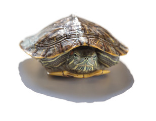 Obraz premium pet turtle red-eared slider or Trachemys scripta elegans hides its head under the shell