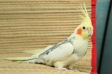 A yellow corella parrot with red cheeks and long feathers