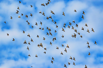 A flock of street pigeons flying against the bright blue sky with white clouds