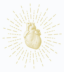 Gold engraving human heart on white BG with star burst