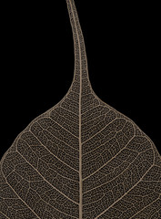 Close up image of Old and ruined dried Bodhi leaf on black background. Fetish of Buddhist