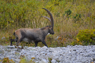Steinbock läuft in Deutschen Alpen 